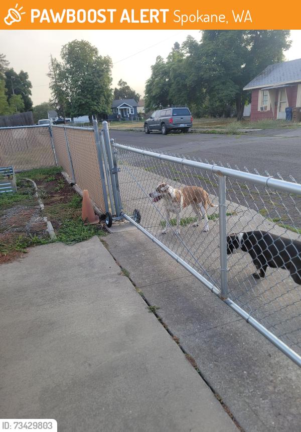 Found/Stray Unknown Dog last seen Knox and Elm, Spokane, WA 99205