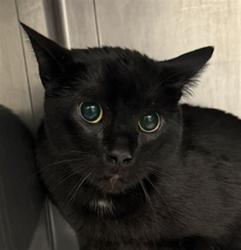 Shelter Stray Male Cat last seen , West Valley Animal Shelter, 20655 Plummer St, Chatsworth, CA 91311, USA