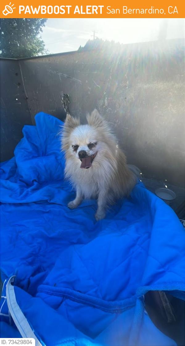 Found/Stray Male Dog last seen Golden ave and Holly st, San Bernardino, CA 92404