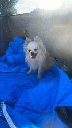 Found/Stray Male Dog last seen Golden ave and Holly st, San Bernardino, CA 92404