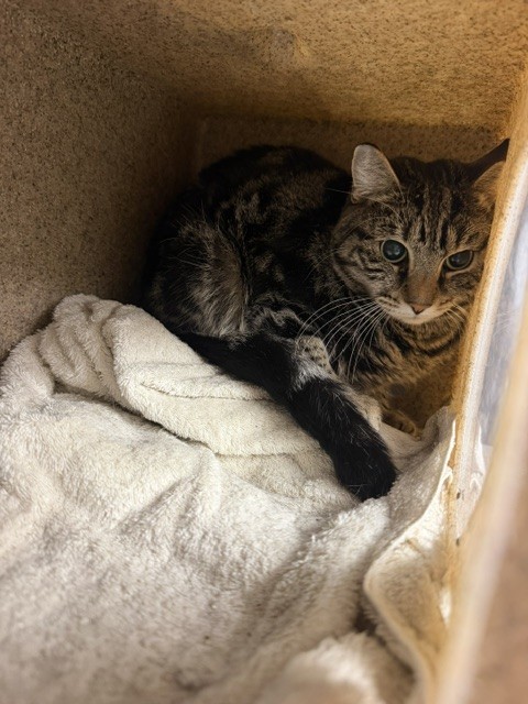 Shelter Stray Female Cat last seen , West Valley Animal Shelter, 20655 Plummer St, Chatsworth, CA 91311, USA