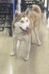 Reunited Male Dog last seen N Meyer St, San Fernando, CA 91340, USA, San Fernando, CA 91340