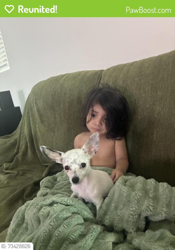 Reunited Female Dog last seen Near w parkway dr, Tolleson, AZ 85353