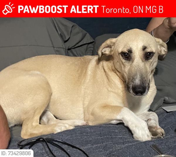Lost Female Dog last seen Davenport and Christie, Toronto, ON M6G 2B6