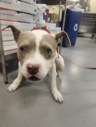 Shelter Stray Male Dog last seen LYON AND RAMONA, SAN JACINTO, 581 S Grand Ave, San Jacinto, CA 92582, USA