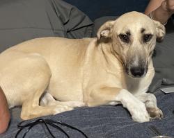 Lost Female Dog last seen Davenport and Christie, Toronto, ON M6G 2B6