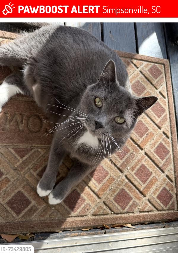 Lost Male Cat last seen Anderson ridge road, orchard farms ave, Simpsonville, SC 29681