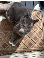Lost Male Cat last seen Anderson ridge road, orchard farms ave, Simpsonville, SC 29681