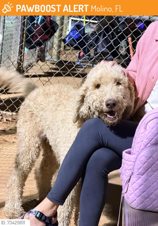 Found/Stray Unknown Dog last seen Don Sutton Ball Park, Molino, FL 32577