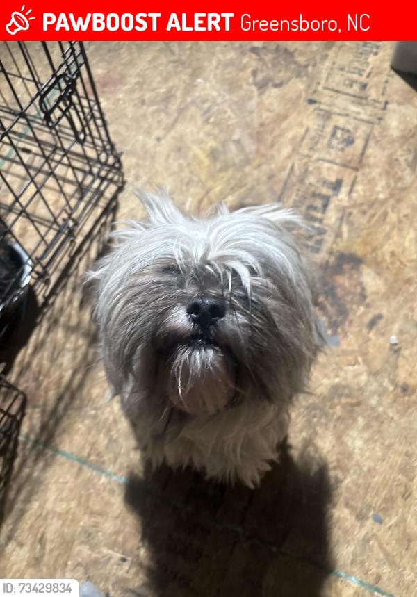 Lost Female Dog last seen Holland rd and Martin ave, Greensboro, NC 27405