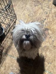 Lost Female Dog last seen Holland rd and Martin ave, Greensboro, NC 27405