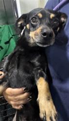 Shelter Stray Male Dog last seen Near BLOCK HALLELUIAH ST, BAKERSFIELD CA 93307, 3951 Fruitvale Ave, Bakersfield, CA 93308, USA