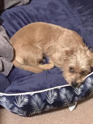 Lost Male Dog last seen Austin at, Pasadena, TX 77502