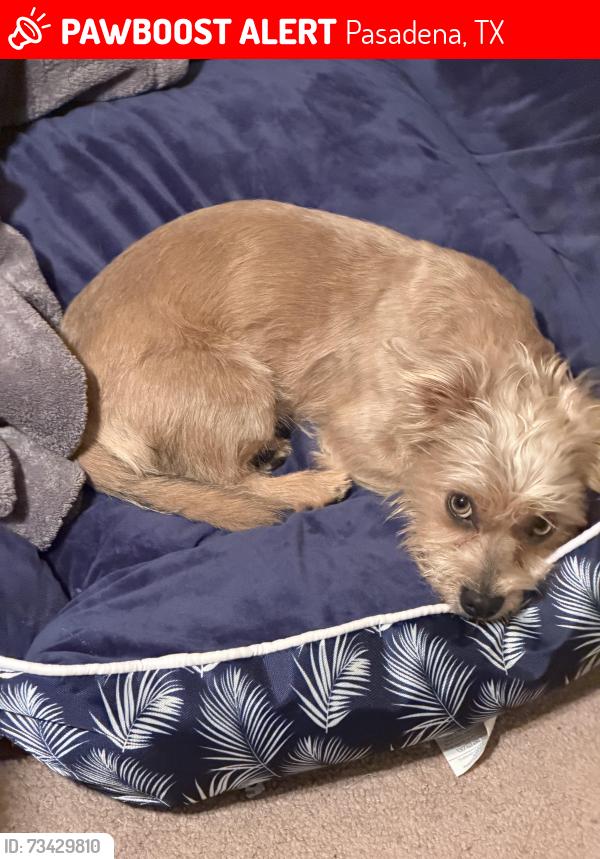 Lost Male Dog last seen Austin at, Pasadena, TX 77502