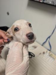 Shelter Stray Male Dog last seen N BROWN RD, INYOKERN CA 93527, 3951 Fruitvale Ave, Bakersfield, CA 93308, USA