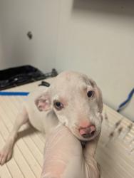 Shelter Stray Female Dog last seen N BROWN RD, INYOKERN CA 93527, 3951 Fruitvale Ave, Bakersfield, CA 93308, USA