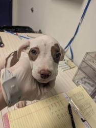 Shelter Stray Male Dog last seen N BROWN RD, INYOKERN CA 93527, 3951 Fruitvale Ave, Bakersfield, CA 93308, USA