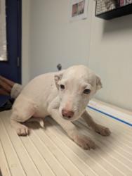 Shelter Stray Male Dog last seen N BROWN RD, INYOKERN CA 93527, 3951 Fruitvale Ave, Bakersfield, CA 93308, USA
