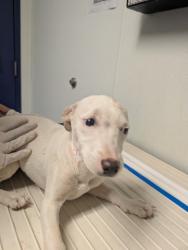 Shelter Stray Female Dog last seen N BROWN RD, INYOKERN CA 93527, 3951 Fruitvale Ave, Bakersfield, CA 93308, USA