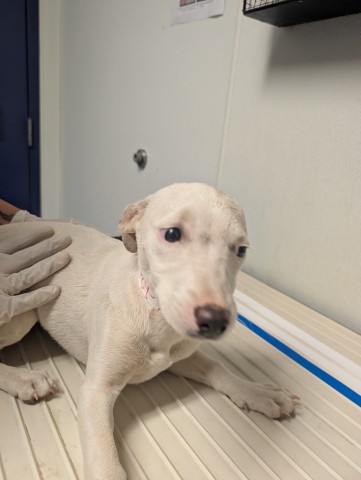 Shelter Stray Female Dog last seen N BROWN RD, INYOKERN CA 93527, 3951 Fruitvale Ave, Bakersfield, CA 93308, USA