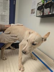 Shelter Stray Female Dog last seen N BROWN RD, INYOKERN CA 93527, 3951 Fruitvale Ave, Bakersfield, CA 93308, USA