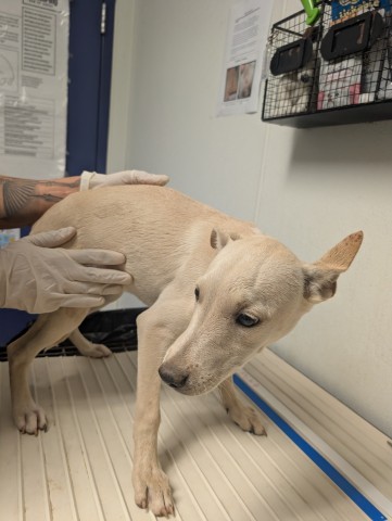 Shelter Stray Female Dog last seen N BROWN RD, INYOKERN CA 93527, 3951 Fruitvale Ave, Bakersfield, CA 93308, USA
