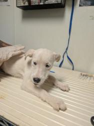 Shelter Stray Female Dog last seen N BROWN RD, INYOKERN CA 93527, 3951 Fruitvale Ave, Bakersfield, CA 93308, USA