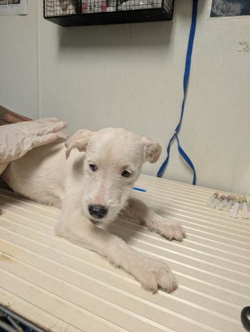 Shelter Stray Female Dog last seen N BROWN RD, INYOKERN CA 93527, 3951 Fruitvale Ave, Bakersfield, CA 93308, USA