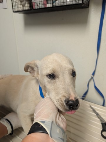 Shelter Stray Male Dog last seen N BROWN RD, INYOKERN CA 93527, 3951 Fruitvale Ave, Bakersfield, CA 93308, USA