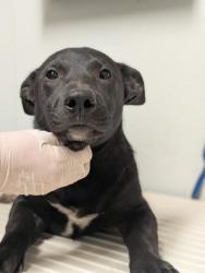 Shelter Stray Female Dog last seen N BROWN RD, INYOKERN CA 93527, 3951 Fruitvale Ave, Bakersfield, CA 93308, USA