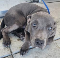 Shelter Stray Male Dog last seen Near BLOCK DECATUR ST, BAKERSFIELD CA 93308, 3951 Fruitvale Ave, Bakersfield, CA 93308, USA