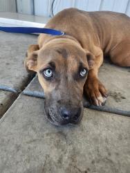 Shelter Stray Female Dog last seen Near BLOCK DECATUR ST, BAKERSFIELD CA 93308, 3951 Fruitvale Ave, Bakersfield, CA 93308, USA