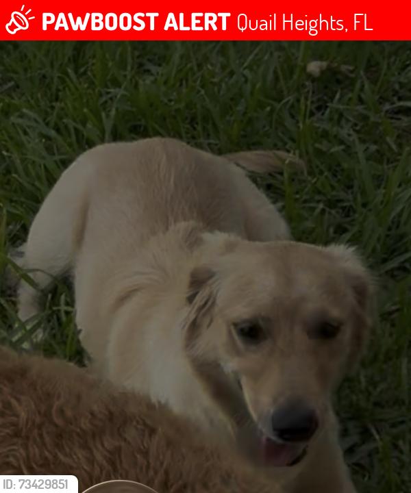 Lost Female Dog last seen None, Quail Heights, FL 33177