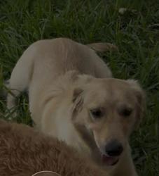 Lost Female Dog last seen None, Quail Heights, FL 33177