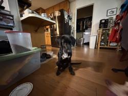 Reunited Female Dog last seen Bowen, Blackwood, Arlington, TX 76013