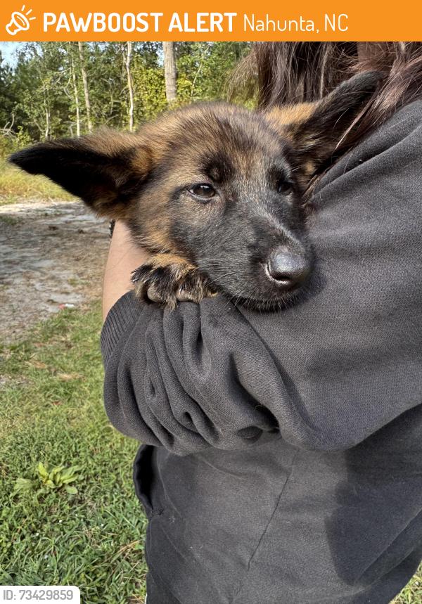 Found/Stray Female Dog last seen Bertie Pierce Road, Nahunta, NC 27863
