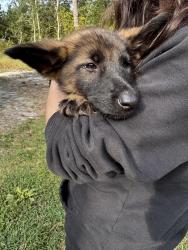 Found/Stray Female Dog last seen Bertie Pierce Road, Nahunta, NC 27863