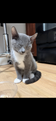 Reunited Unknown Cat last seen Belgrade Ave roslindale, Boston, MA 02131