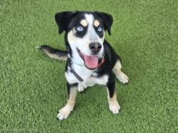Shelter Stray Female Dog last seen , 14409 Vanowen St, Van Nuys, CA 91405, USA