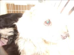 Shelter Stray Unknown Dog last seen , 14409 Vanowen St, Van Nuys, CA 91405, USA