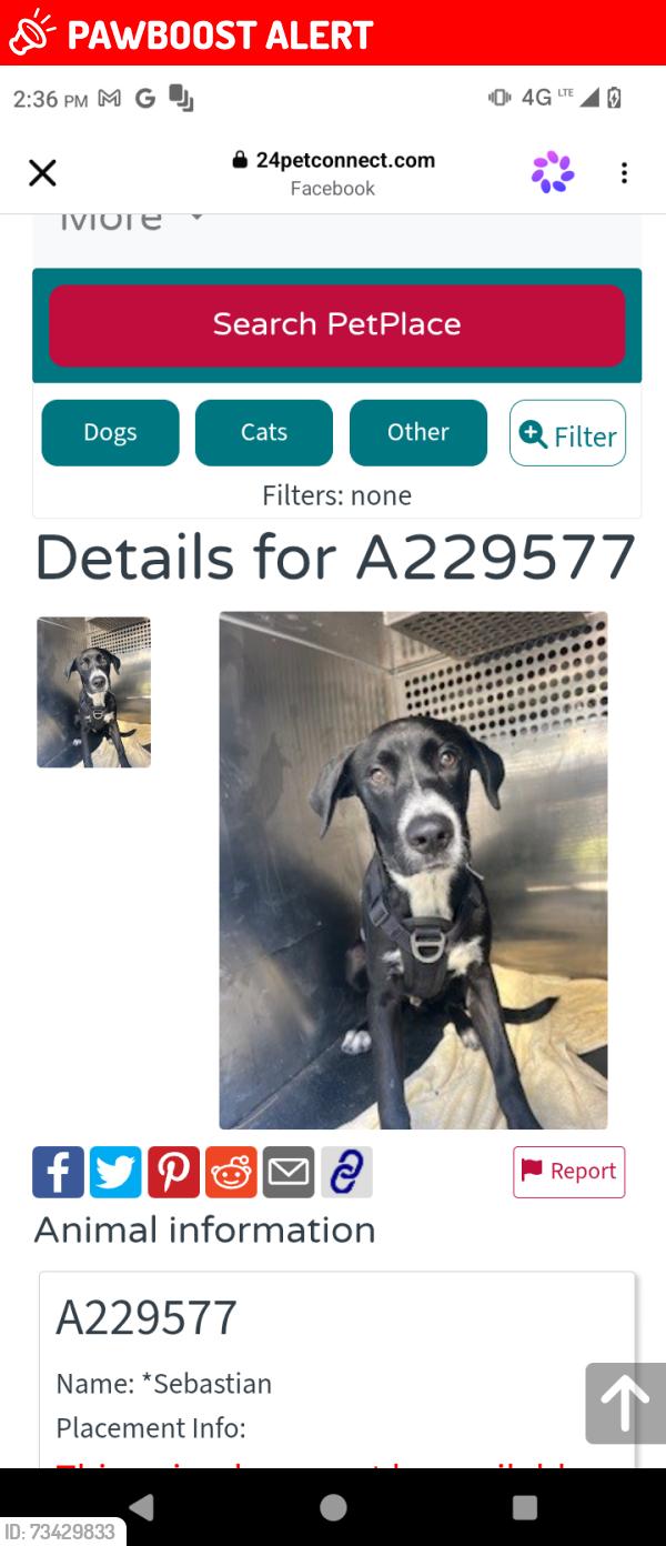 Lost Male Dog last seen Animal shelter, Woodland, CA 95776