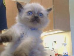 Shelter Stray Male Cat last seen ROGERS RD/BAR DU LN, 95829, 3839 Bradshaw Rd, Sacramento, CA 95827, USA