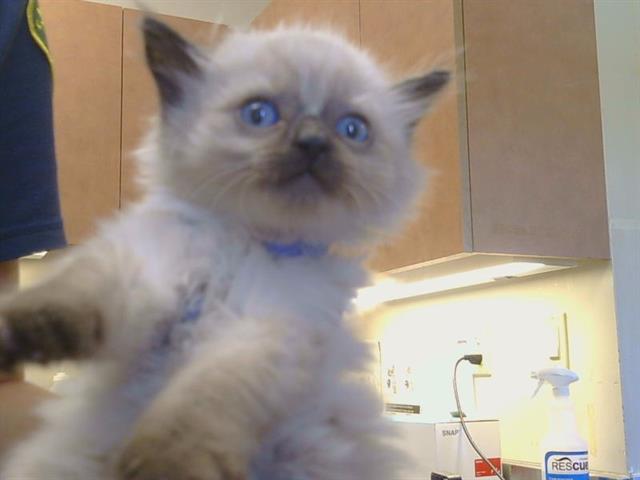 Shelter Stray Male Cat last seen ROGERS RD/BAR DU LN, 95829, 3839 Bradshaw Rd, Sacramento, CA 95827, USA