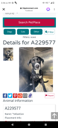 Lost Male Dog last seen Animal shelter, Woodland, CA 95776