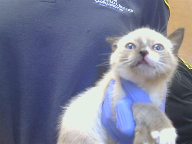 Shelter Stray Female Cat last seen ROGERS RD/BAR DU LN, 95829, 3839 Bradshaw Rd, Sacramento, CA 95827, USA