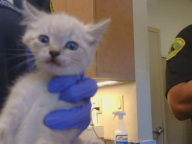 Shelter Stray Male Cat last seen ROGERS RD/BAR DU LN, 95829, 3839 Bradshaw Rd, Sacramento, CA 95827, USA