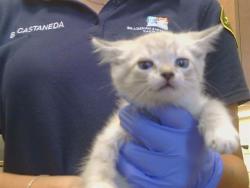 Shelter Stray Female Cat last seen ROGERS RD/BAR DU LN, 95829, 3839 Bradshaw Rd, Sacramento, CA 95827, USA