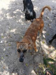 Shelter Stray Female Dog last seen Near BLOCK MONROE SMITH RD, 2020 Forest St, Jacksonville, FL 32204, USA