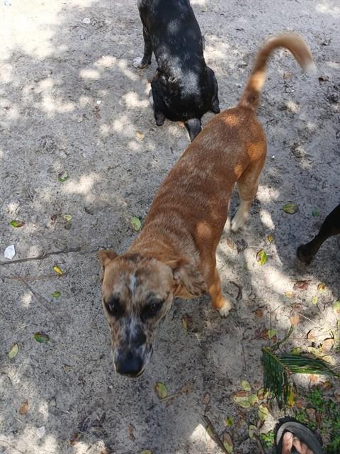 Shelter Stray Female Dog last seen Near BLOCK MONROE SMITH RD, 2020 Forest St, Jacksonville, FL 32204, USA