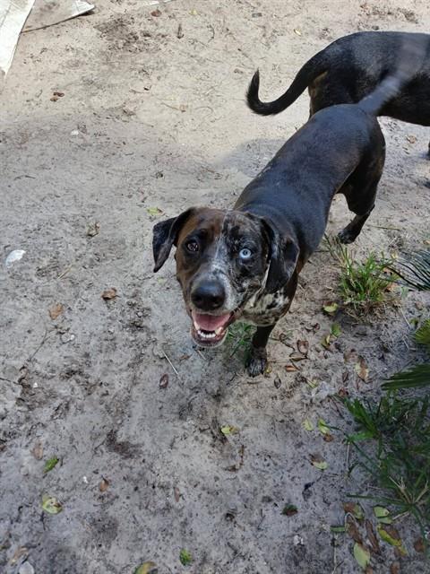 Shelter Stray Female Dog last seen Near BLOCK MONROE SMITH RD, 2020 Forest St, Jacksonville, FL 32204, USA